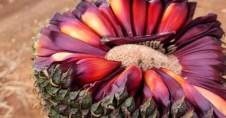 Dicas para um Pinhão Delicioso (O Que Quem Cresceu Comendo Sabe e Ninguém Conta)